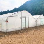 Wholesale Greenhouse China Factory Price Manufacture Singlespan Hydroponic