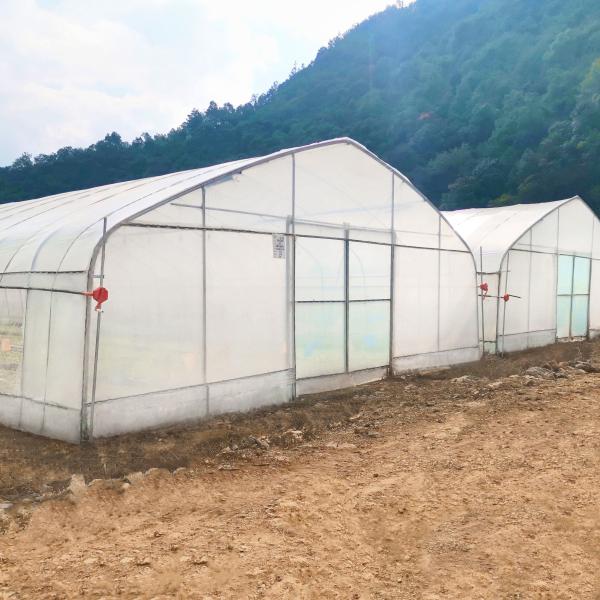 Wholesale Greenhouse China Factory Price Manufacture Singlespan Hydroponic