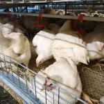 H Type 4 Tiers Automatic Broiler Feeder 1800x1200x410mm