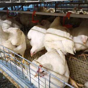 Quality H Type 4 Tiers Automatic Broiler Feeder 1800x1200x410mm wholesale