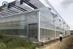 Agriculture Multispan Vegetable Growing Greenhouse Tunnel Multi Span Film