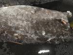 China IQF Super Wholesale Seafrozen Good quality Oilfish Hgt 10kg＋