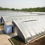 2000.000kg Package Gross Weight Advanced Vegetable Growing Sunlight Greenhouse