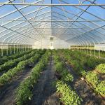 Customized Tunnel Cover Reinforced Clear Greenhouse Plastic Sheeting