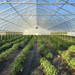 Quality Vegetables Growing Single Span Greenhouse Agriculture High Tunnel For Seedlings wholesale