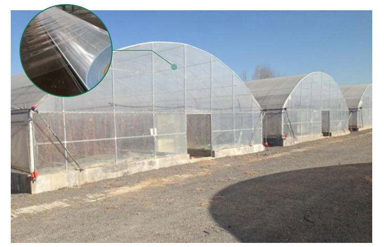 3m High Agricultural Poly Tunnel Greenhouse Transparent Colour Customizable Height