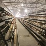 Automatic Poultry Farming Equipment Battery Cage For Laying Hens Battery Cage