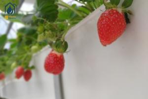 Quality Greenhouse Trapezoidal PVC Strawberry Growing Troughs Vertical Tomato Growing Trough wholesale