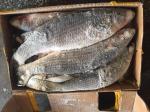 Gutted Frozen Grey Mullet