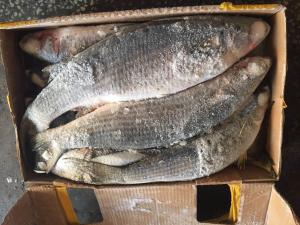 Quality Gutted Frozen Grey Mullet wholesale