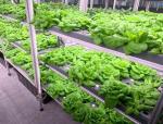 Intelligent Temperature Control Juxiang Leafy Vegetable Container House Heating