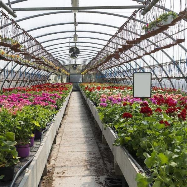 2000.000kg Package Gross Weight Anti-Drip Fogging Film Greenhouse for Vegetable