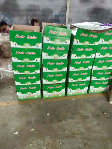 China fresh garlic export to South American by Pioneer garlic group