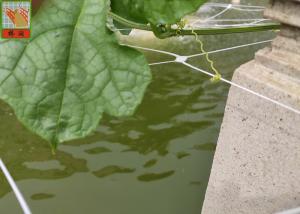 Quality PP Materials Plant Climbing Netting Insect Barrier Netting 3.0M Wide wholesale