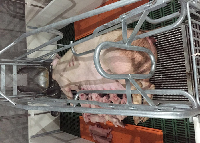 Hot Dip Galvanized Treatment Pig Farrowing Crate Farrowing Pen With Slat Flooring