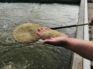 Quality Fishmeal Flavor Poultry Feed Additives Products Good Application Effect wholesale