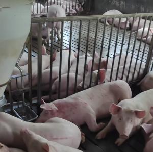 Quality Sow Cages Livestock Farm Equipment Gilt Sow Gestation Stalls wholesale