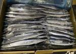 Cololabis Saira Sea Frozen Pacific Saury All Size