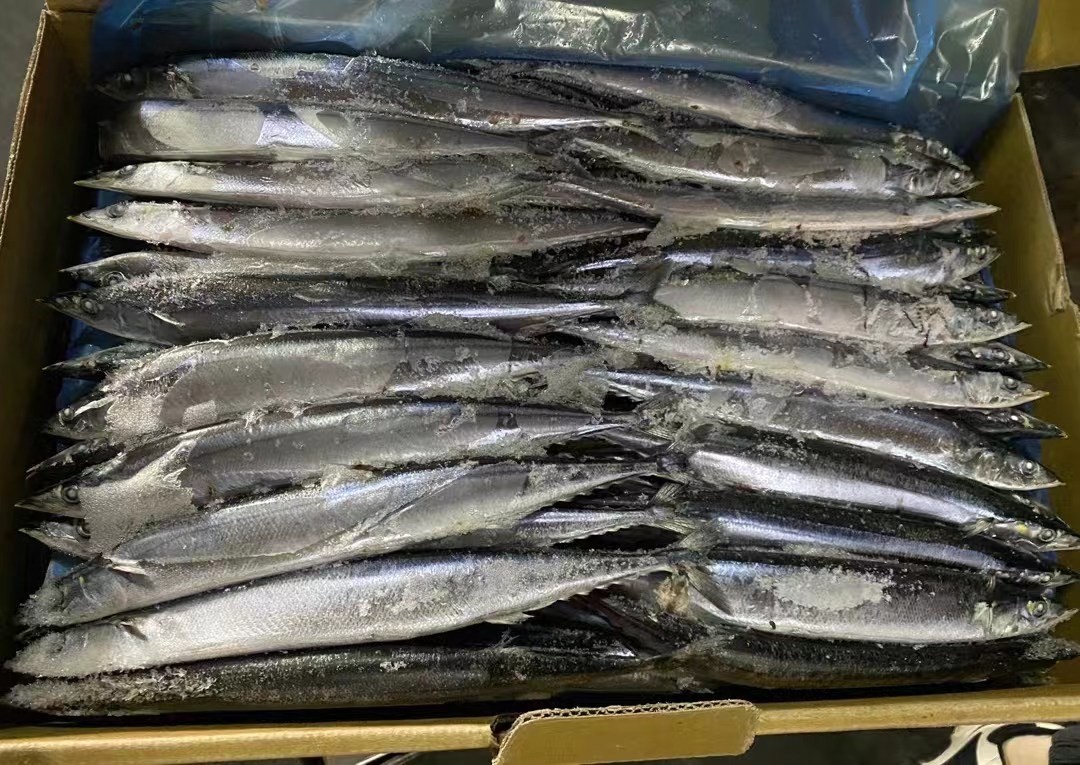 1# BQF Seafrozen Pacific Saury Fish With Bulk Packaging