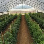 Clear UV Treated Film Anti Rust Metal Structure Tunnel Greenhouse