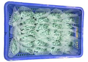 Quality REACH Slight Green 120 Degree 2.5mm Nylon Cable Ties wholesale