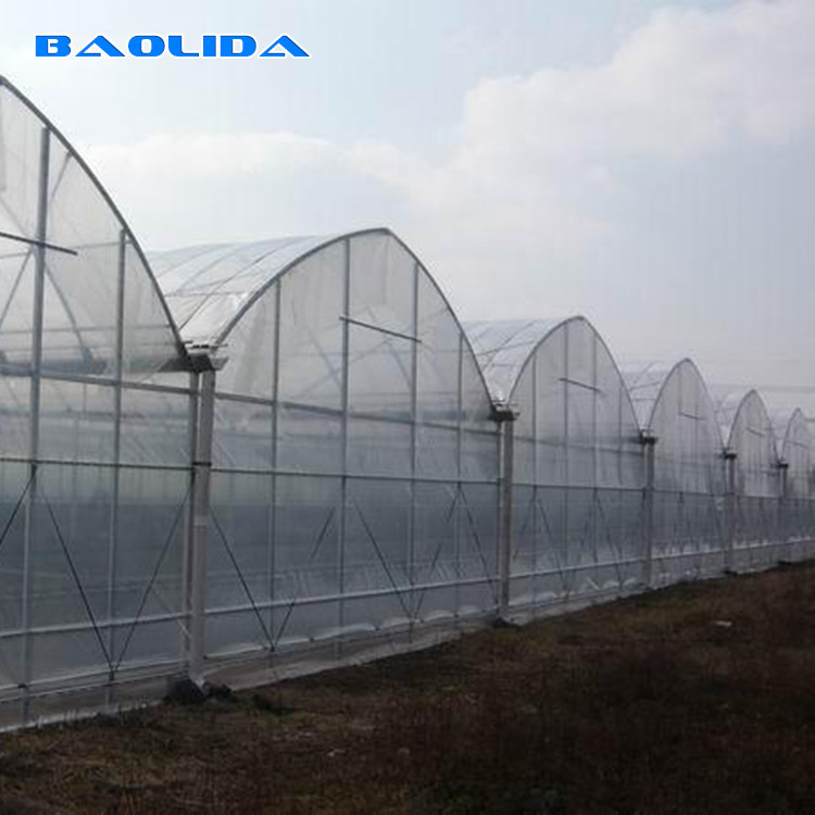 Sheet Covering Plastic Film Greenhouse For Tomatoes Agricultural Multi Span