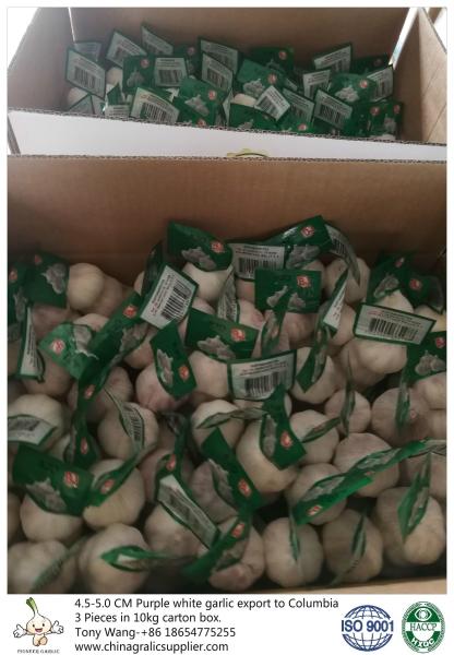 Garlic to Columbia; package: 3 pieces in 10 kg carton box; Size: 4.5-5.0 cm;