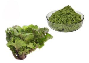 Quality Juice Kale Extract Powder wholesale