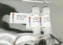 Quality Highly Sensitive Atriopeptidase Anti MME Mouse Monoclonal Antibody wholesale