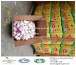 Garlic to Brazil