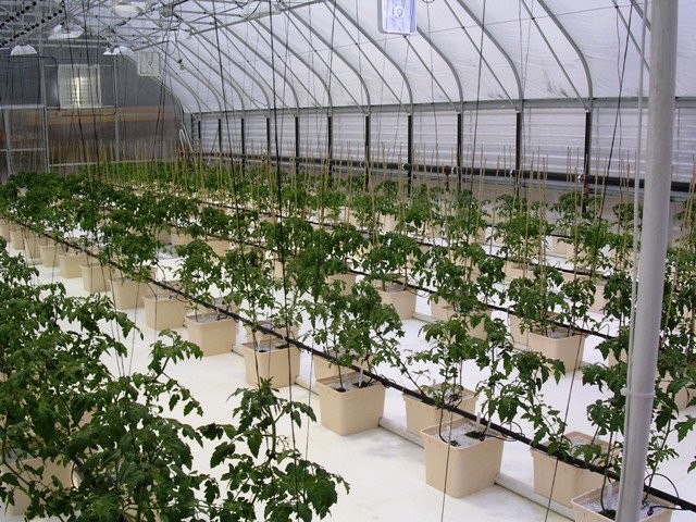 Inside Shading System Mushroom Greenhouse Equipment for Vegetable Fruits and Flowers