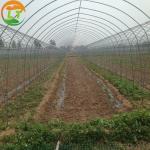 Height Designable by the Inner Plants Design Small High Tunnel Greenhouse in