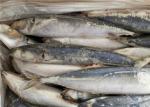 75g Round Scad Mackerel Fish Whole Frozen Fishing Bait