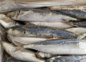 Quality 75g Round Scad Mackerel Fish Whole Frozen Fishing Bait wholesale