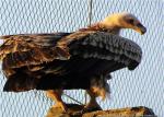 Flexible Stainless Steel Wire Rope Mesh 304L 5mm Aviary Bird Mesh Balustrade