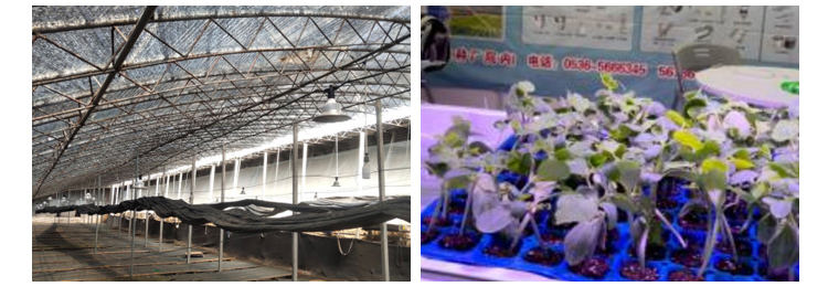 30000 Hour Working Lifetime 220v LED Grow Module for Greenhouse Fill Light Planting