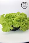 Artificial Garden Vegetables and Fruits Plastic Seedling Trays Perfect for
