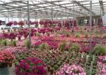 Beautiful Appearance Garden Glass Greenhouse Large Ventilated Area Shouguan