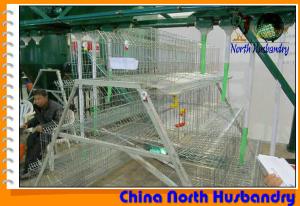 Quality Poultry production | Egg production in poultry cages | Big Dutchman wholesale