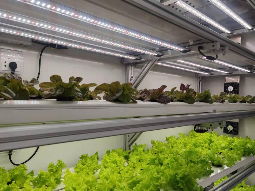 Shipping Container Greenhouse with Hydroponic System