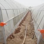 8m 9m 10m Plastic Polytunnel Greenhouse Agriculture Growing Vegetable Flower