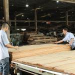 Solid Wood American Elm Sheets Grade A For Quarter Cut Crown Grain Natural Color