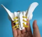 Plastic Mini 13x9x9cm Female Pelvis Model For Medical Teaching
