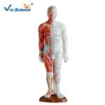 46cm Human Acupuncture Model