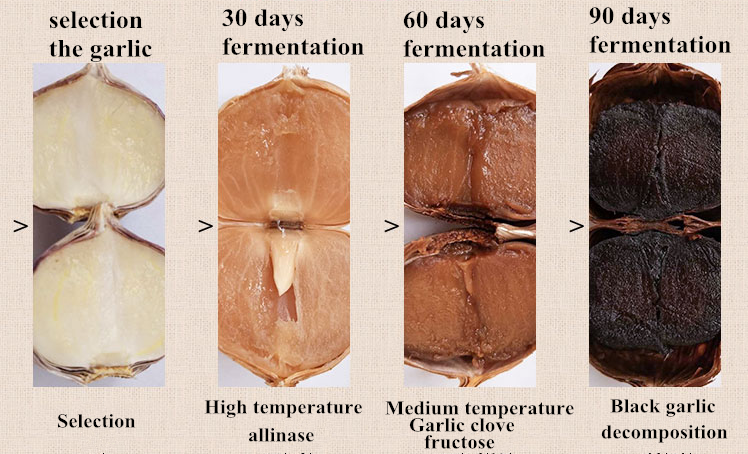 Food Beverage Black Garlic Fermenter Machines with Capacity of 100--480kg/time and Great