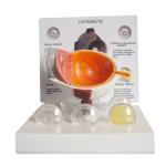 Medical Science Anatomy Type Human Pathology Eye Model For Display Education