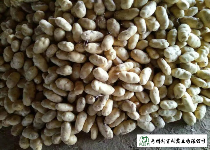 Small Size Fresh Potato 100 G - 200 G Supply To Wholesaler And Supermarket