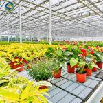 Intelligent Smart Flower Greenhouses With Hydroponic System Rolling Bench