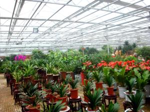 Quality Exhibition Commercial Outdoor Greenhouse , Flower Growing Large Green Houses wholesale