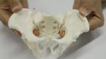 Eco-friendly PVC Hand made Medical Education Artistic Creation Design Ergonomics